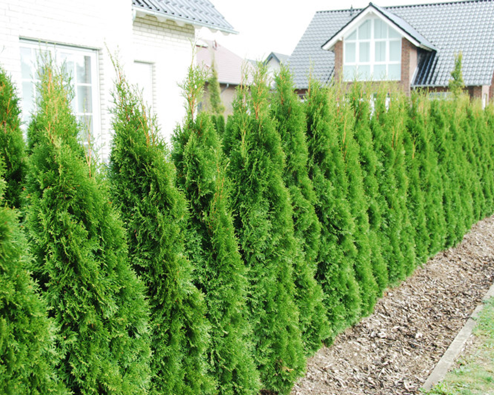Thuja Smaragd haagplanten