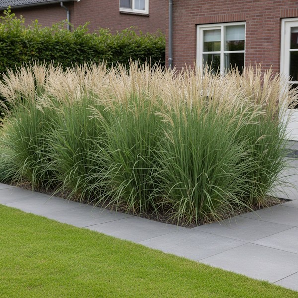 Prachtriet Miscanthus categorie
