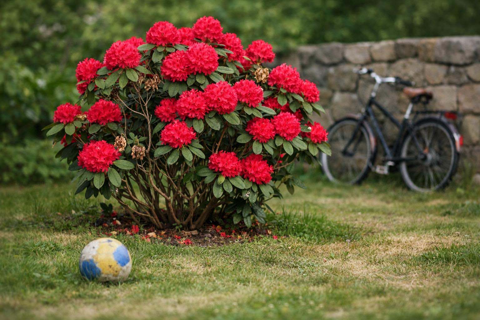 Rode rododendron als solitair in halfschaduw