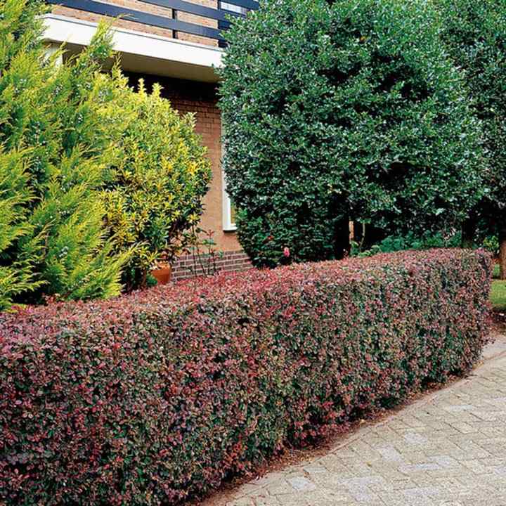 Berberis planten en verzorgen
