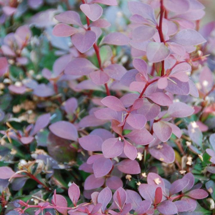 Soorten berberis